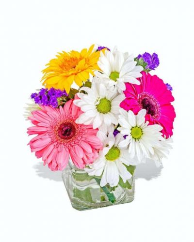 What a wonderful dash of color this arrangement is! Featuring white daisies and an assortment of vibrant Gerbers, this beautifully cute combination of colors will brighten anyone's day! Let someone know how much they mean to you with this simply gorgeous gift.